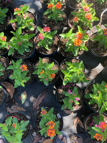 Lantana multicolored orange yellow pink starter mounding plant 6” pot with soil