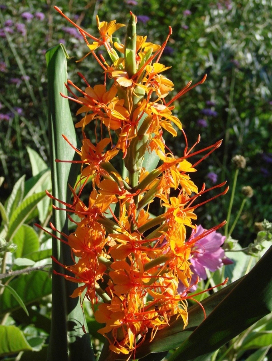 Orange Coral Butterfly Lily Frgrant Ginger Hedychium Rare Tropical rhizome stalk