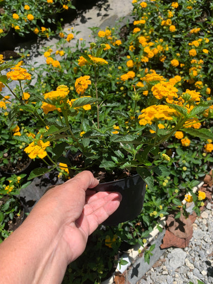 Lantana Gold Yellow starter mounding plant 6” pot with soil