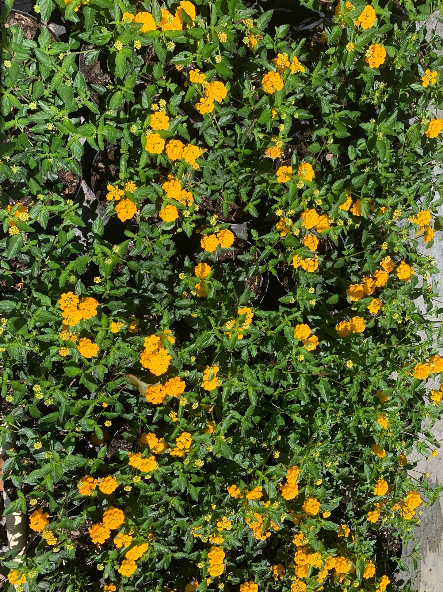 Lantana Gold Yellow starter mounding plant 6” pot with soil