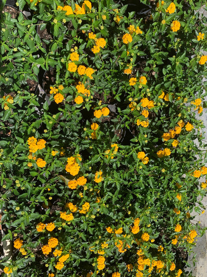 Lantana Gold Yellow starter mounding plant 6” pot with soil