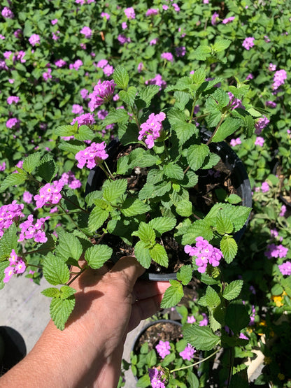 Lantana purple lavender starter trailing plant 6” pot with soil