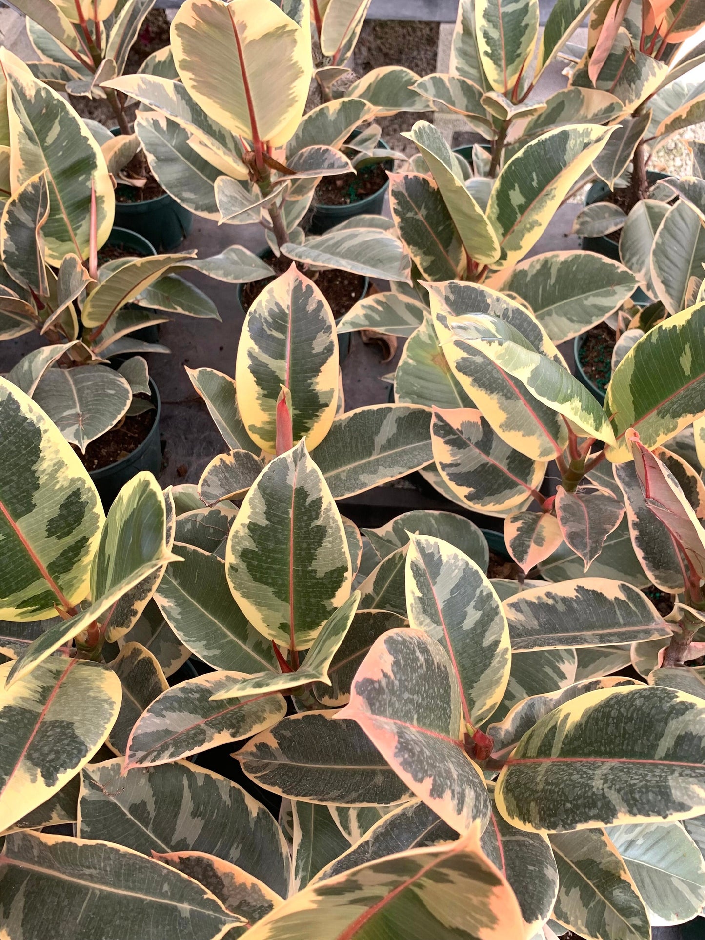 Variegated Rubber Plant Ficus Elastica Tineke Tree