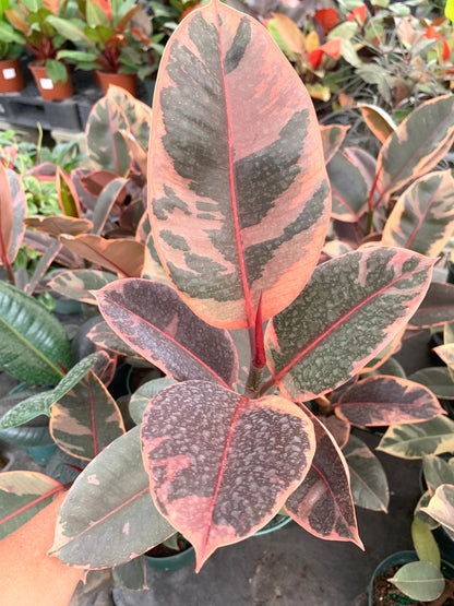 Variegated Rubber Plant Ficus Elastica Tineke Rubra Tricolor Tree with  white, green and red leaves 6” pot