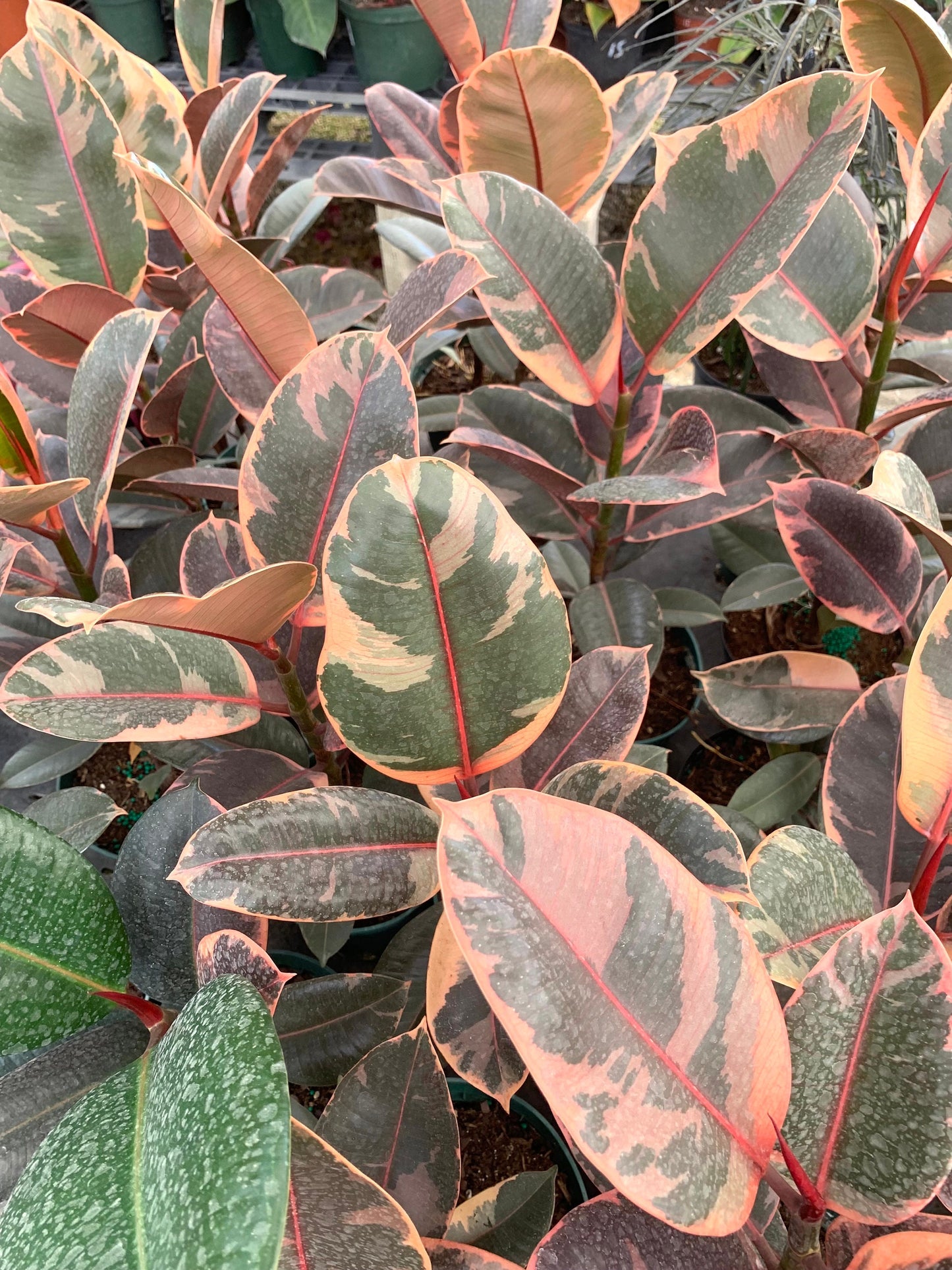 Variegated Rubber Plant Ficus Elastica Tineke Rubra Tricolor Tree with  white, green and red leaves 6” pot