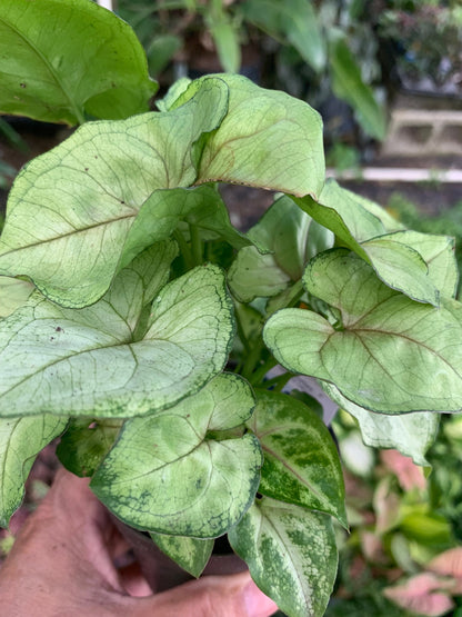 Berry Allusion Arrowhead plant in 4” pot