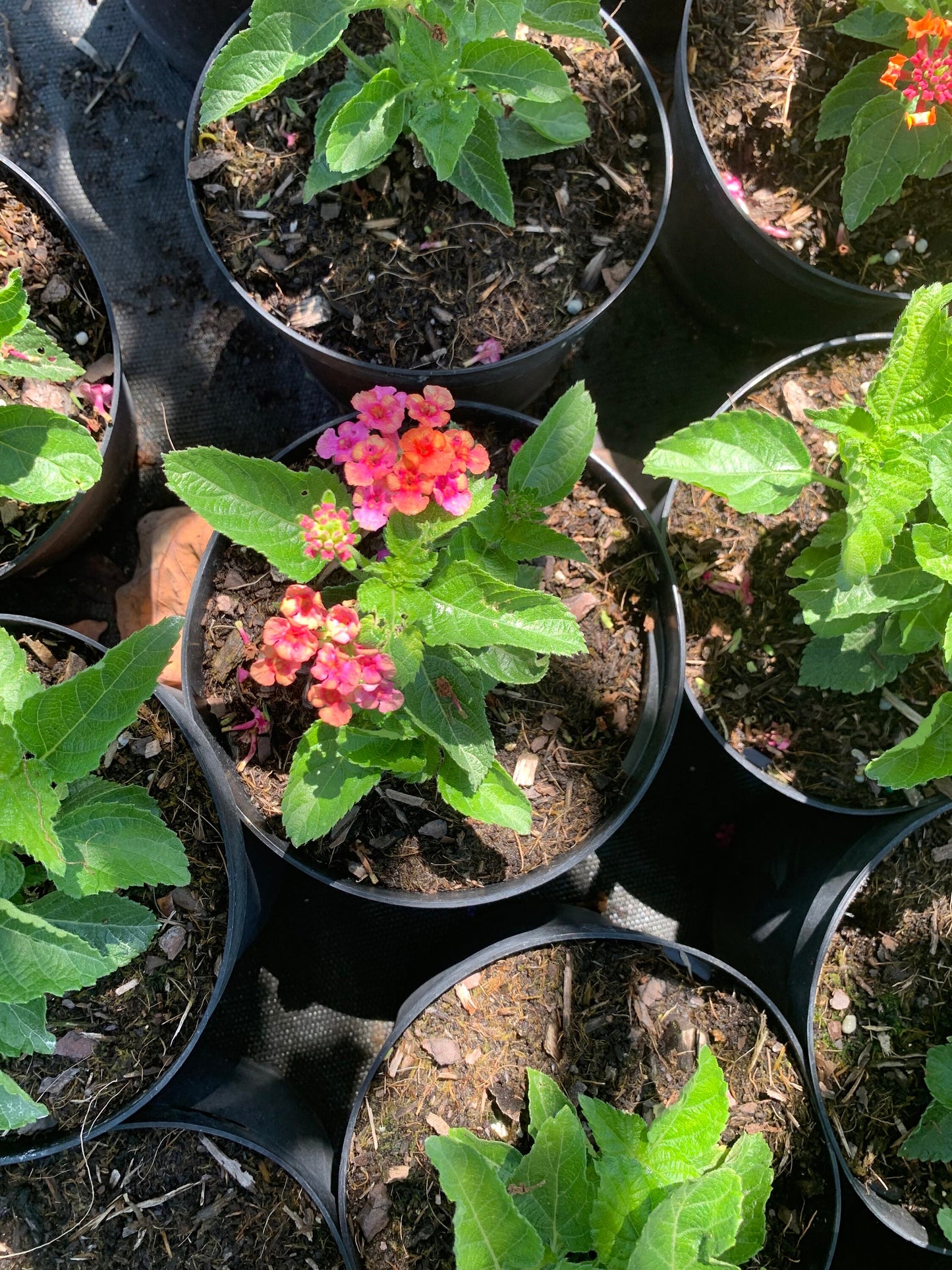 Lantana multicolored orange yellow pink starter mounding plant 6” pot with soil