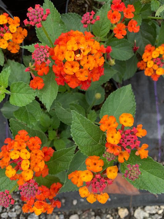 Lantana multicolored orange yellow pink starter mounding plant 6” pot with soil