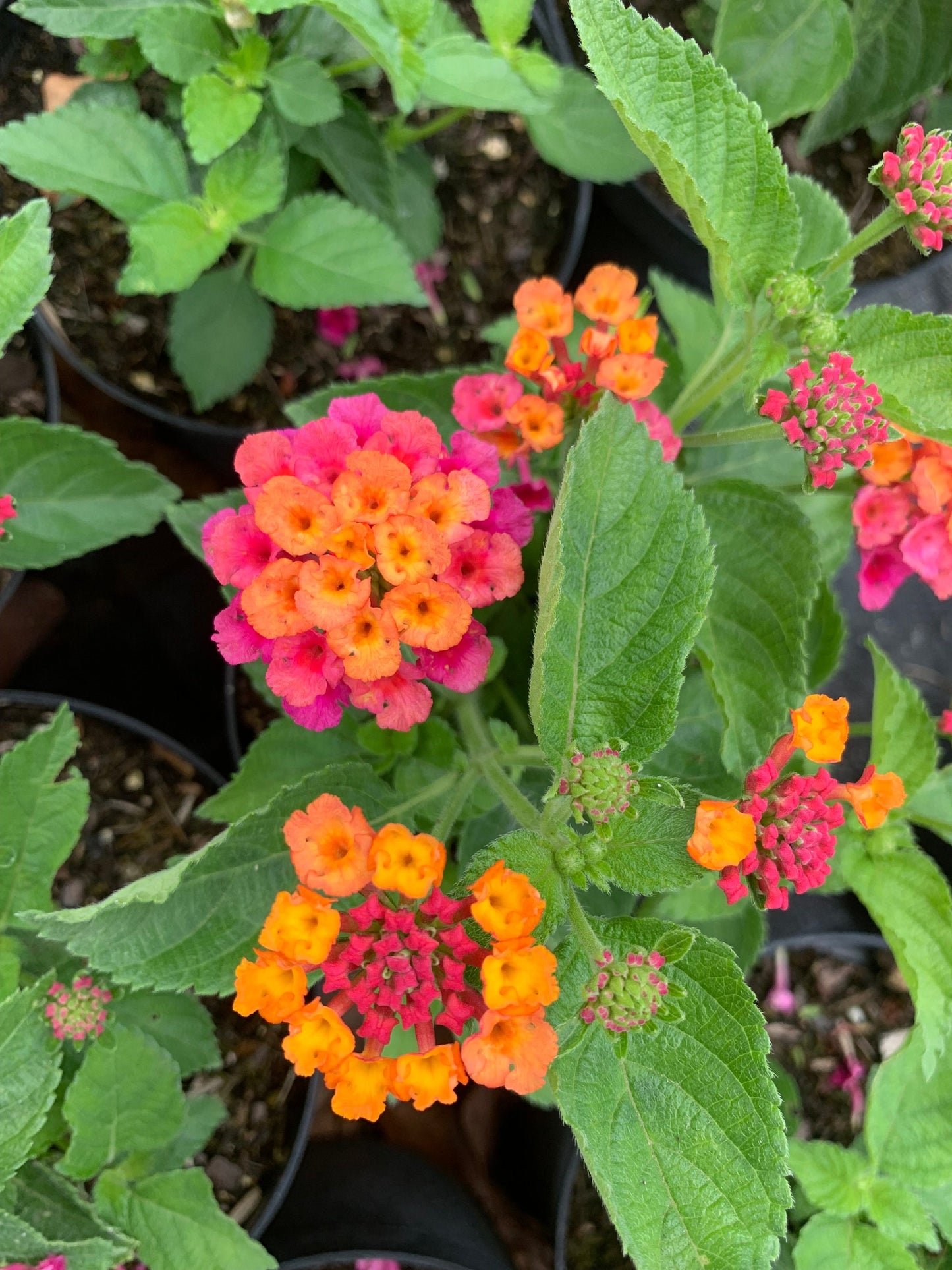 Lantana Camara multicolored orange yellow pink starter mounding plant 6” pot with soil