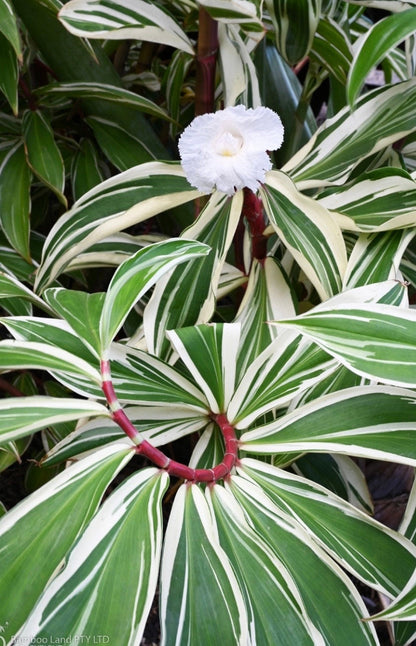 Costus Arabicus Variegatus Costa variegated spiral wax ginger live rhozome tropical rhizome