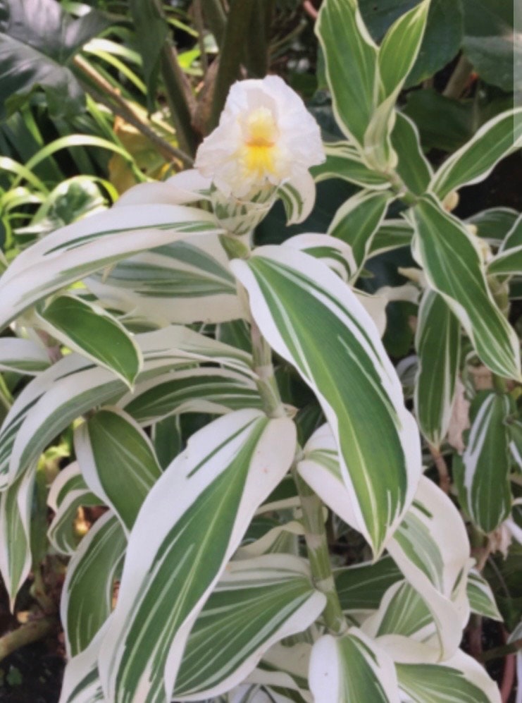 Costus Arabicus Variegatus Costa variegated spiral wax ginger live rhozome tropical rhizome