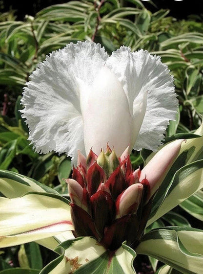 Costus Arabicus Variegatus Costa variegated spiral wax ginger live rhozome tropical rhizome