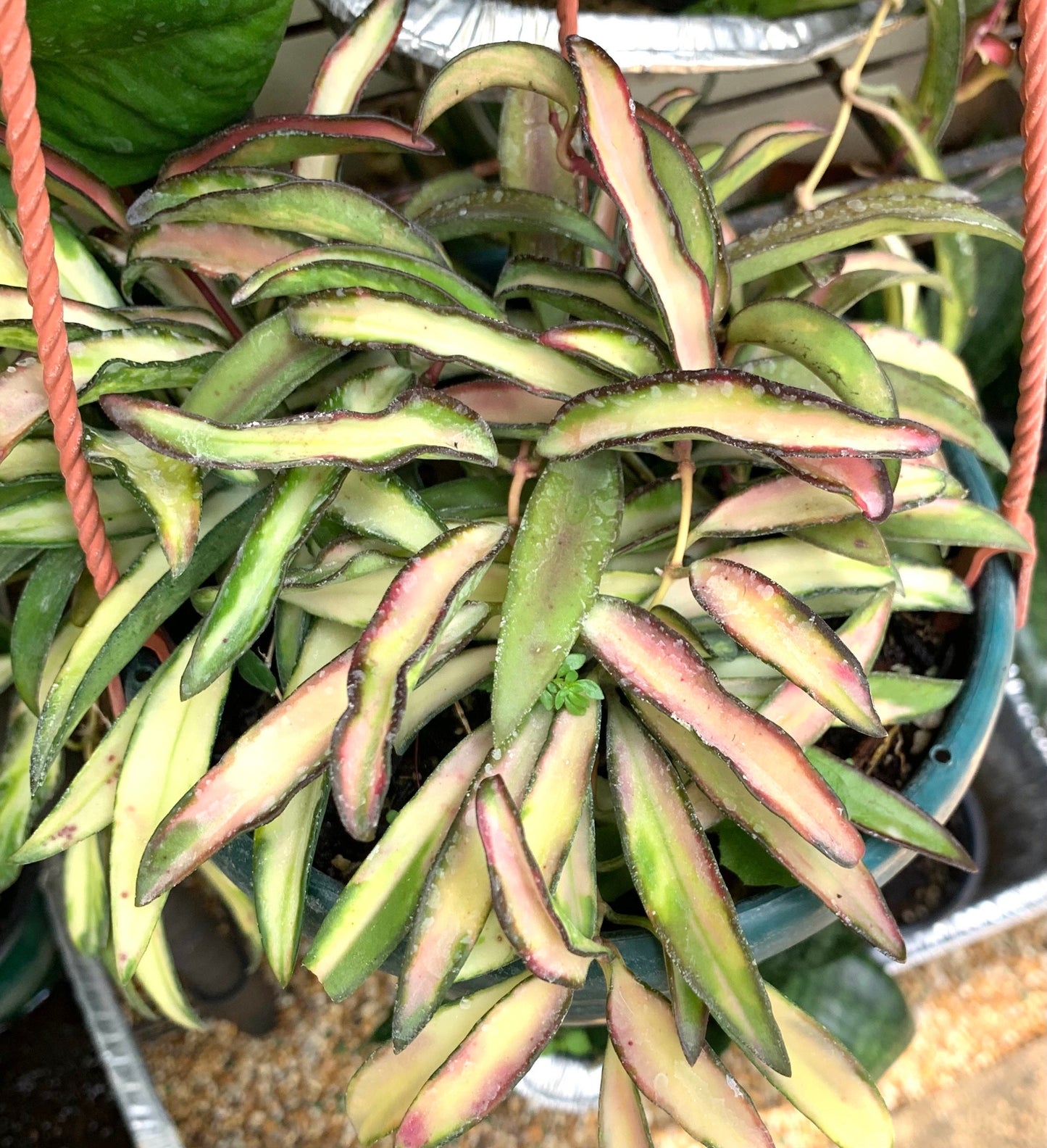 Hoya Wayetii Tricolor Variegated wax starter plant in a 4” pot.