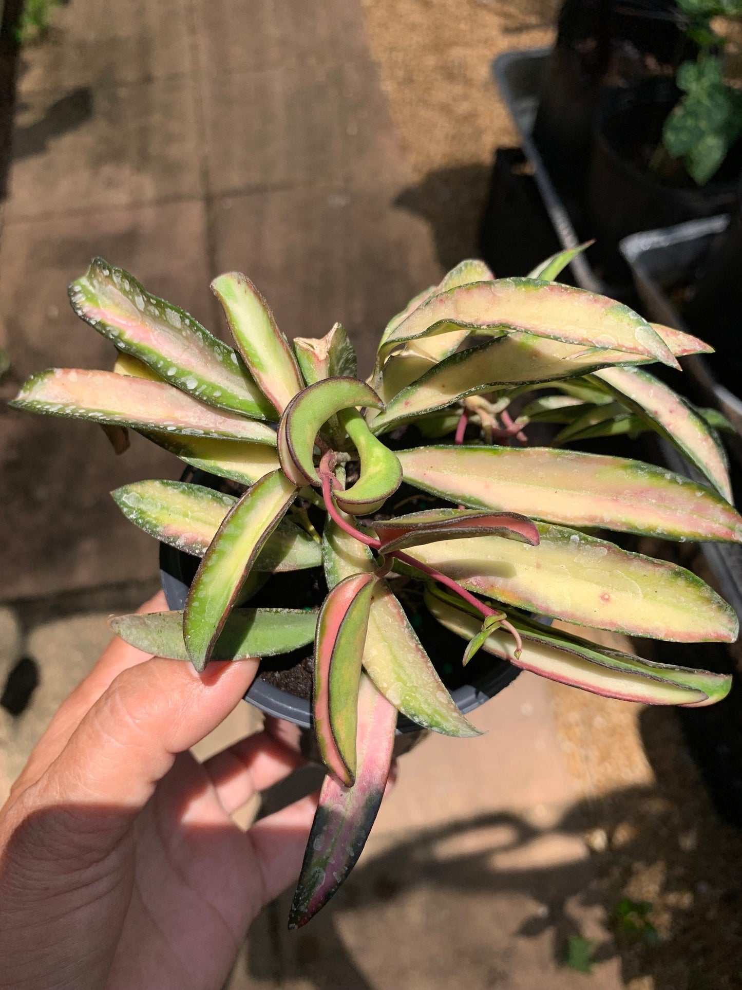 Hoya Wayetii Tricolor Variegated wax starter plant in a 4” pot.