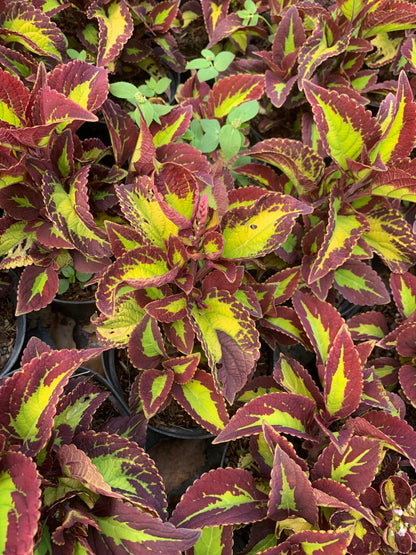 Coleus Saturn in 6” pot live plant