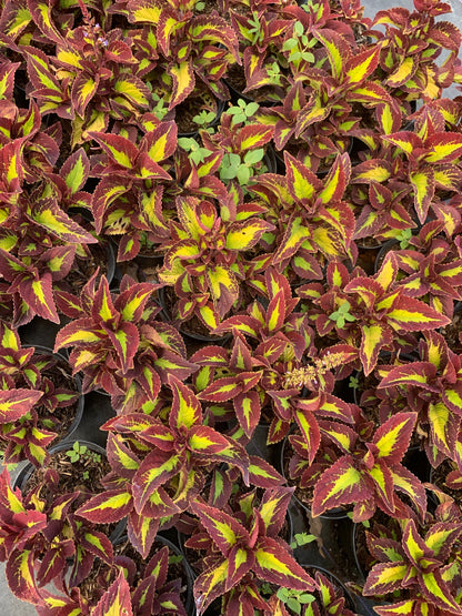 Coleus Saturn in 6” pot live plant