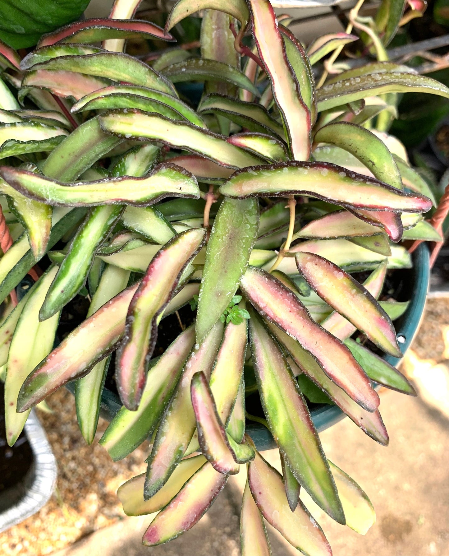 Hoya Wayetii Tricolor Variegated wax starter plant in a 4” pot.