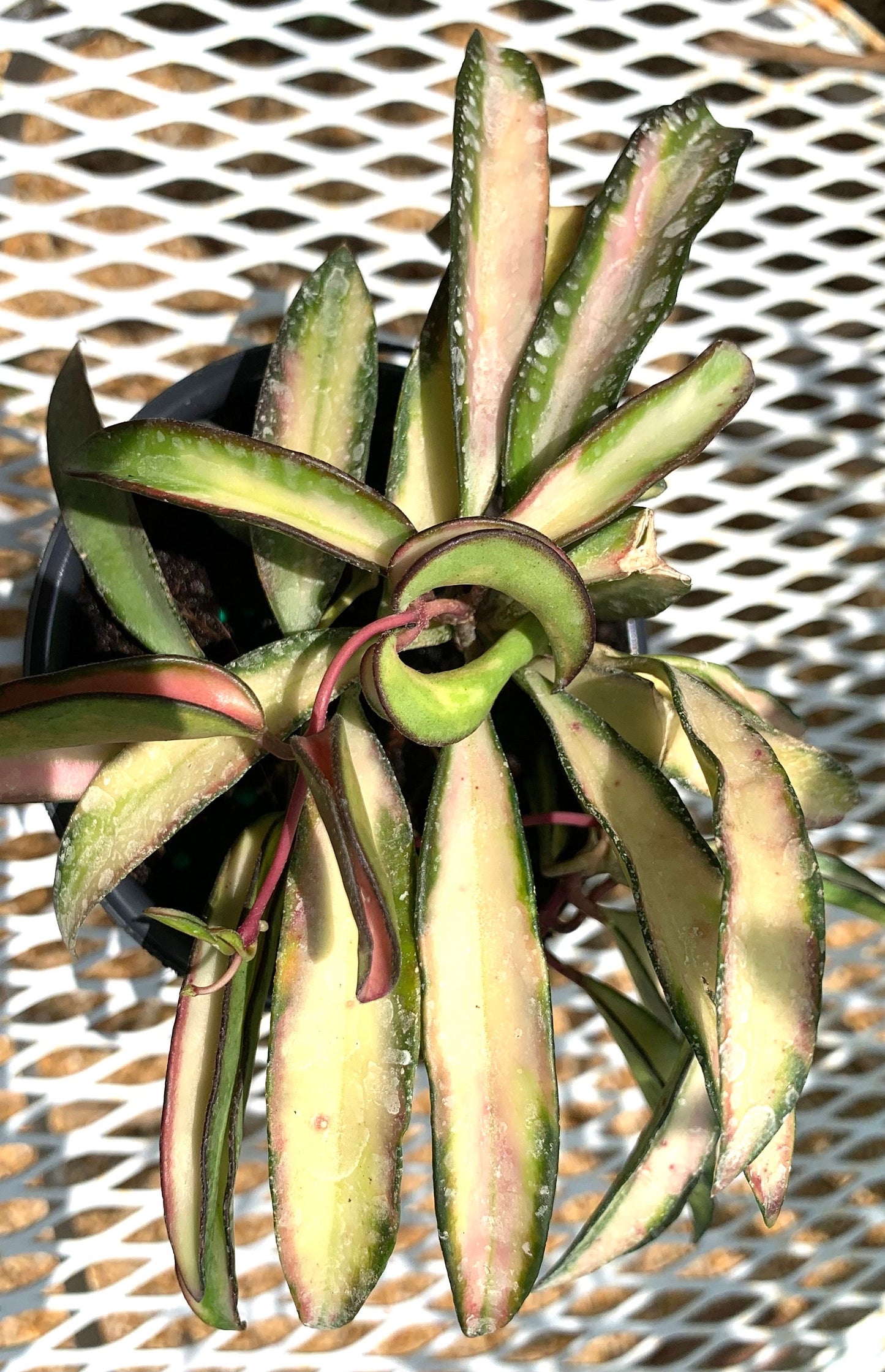 Hoya Wayetii Tricolor Variegated wax starter plant in a 4” pot.