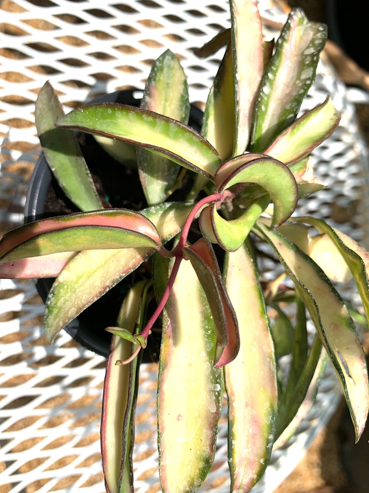 Hoya Wayetii Tricolor Variegated wax starter plant in a 4” pot.