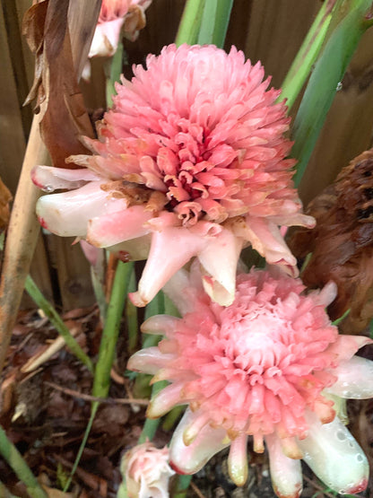 Light Pink Torch Ginger Etlingera Elatior Rare Tropical rhizome stalk