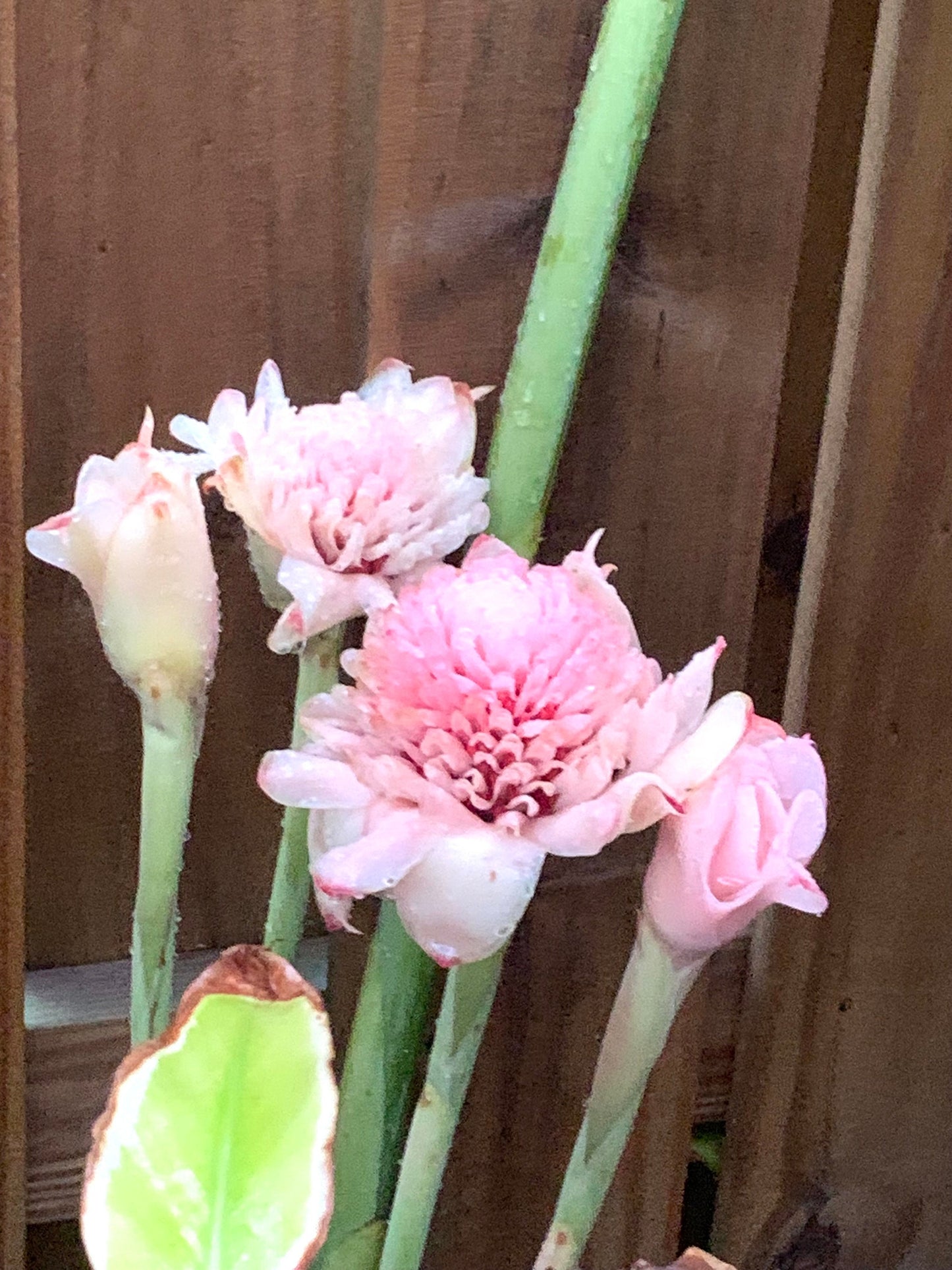 Light Pink Torch Ginger Etlingera Elatior Rare Tropical rhizome stalk