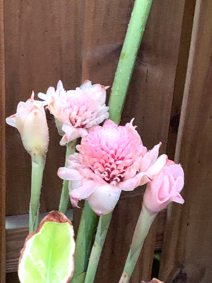 Light Pink Torch Ginger Etlingera Elatior Rare Tropical rhizome stalk