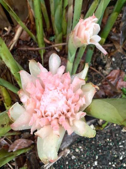 Light Pink Torch Ginger Etlingera Elatior Rare Tropical rhizome stalk