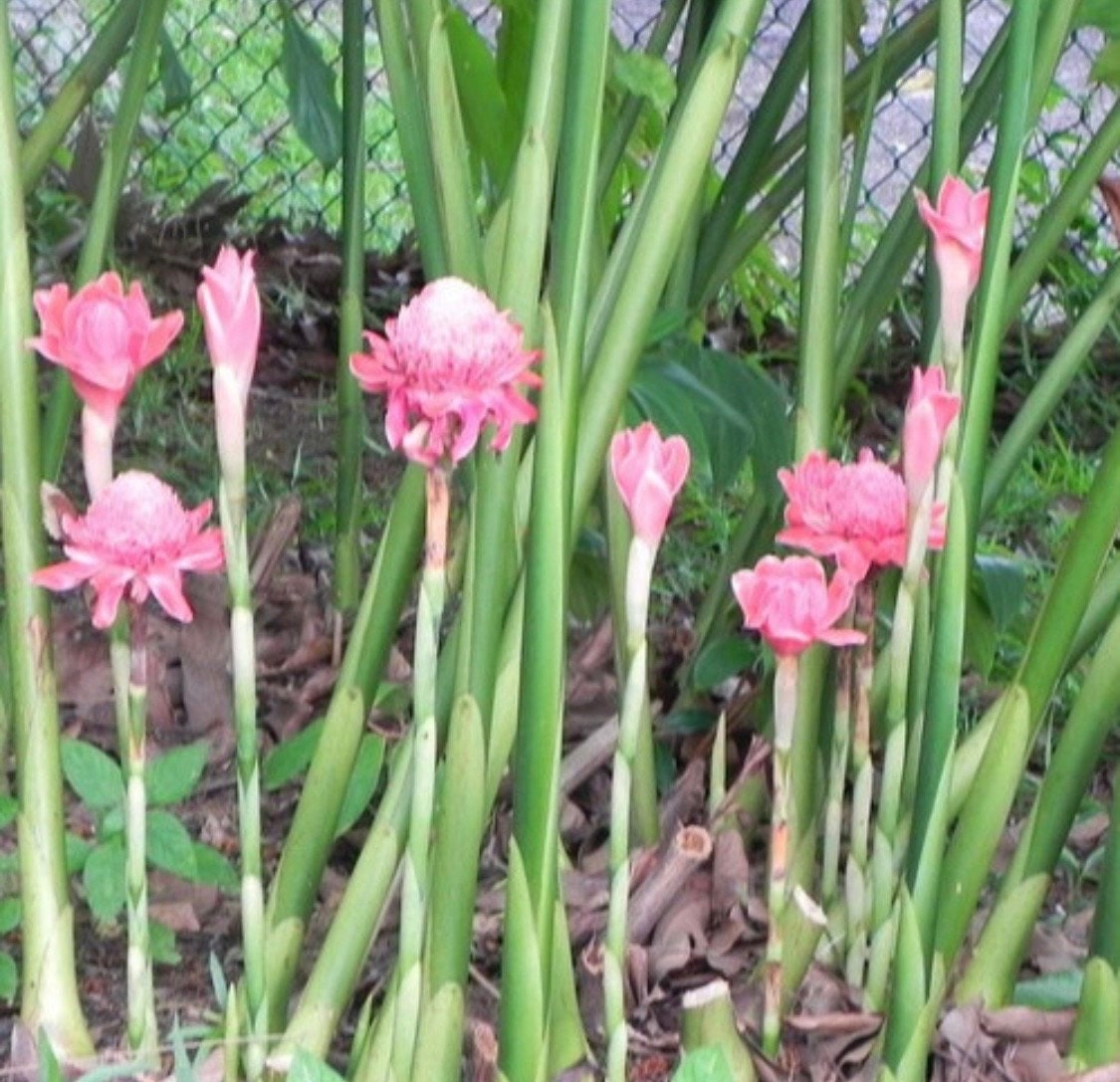 Light Pink Torch Ginger Etlingera Elatior Rare Tropical rhizome stalk