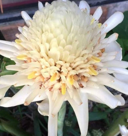 White Torch Ginger Etlingera Elatior Rare Tropical rhizome stalk