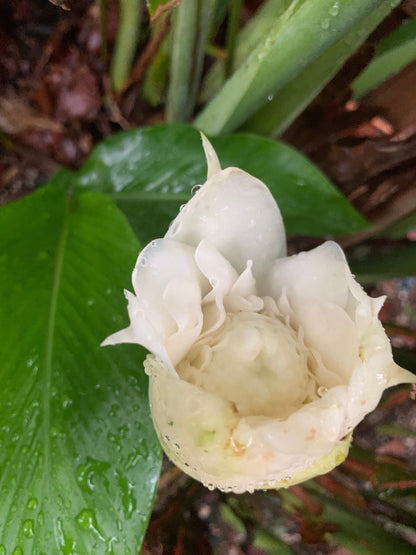 White Torch Ginger Etlingera Elatior Rare Tropical rhizome stalk