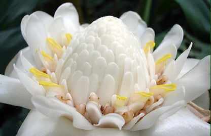 White Torch Ginger Etlingera Elatior Rare Tropical rhizome stalk