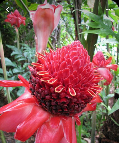 Red Torch Ginger Etlinger Elatior Rare Tropical rhizome stalk