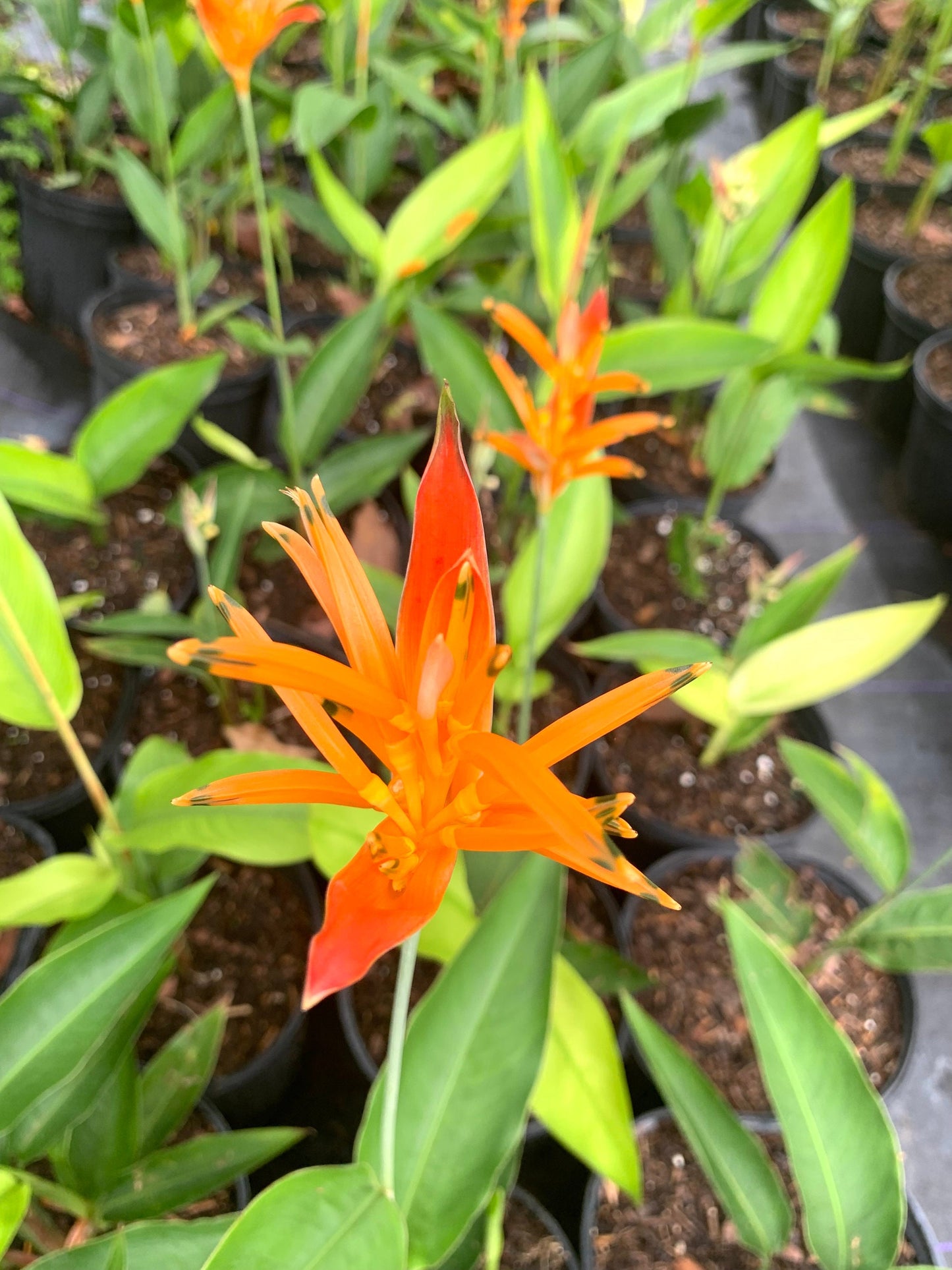 Dwarf Heliconia Choconiana Psittacorum rhizome plant