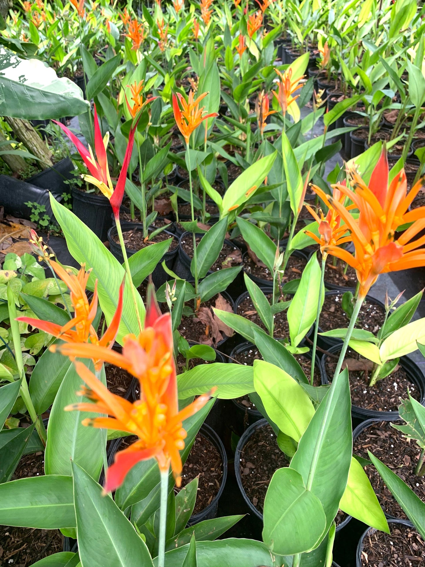 Dwarf Heliconia Choconiana Psittacorum rhizome plant