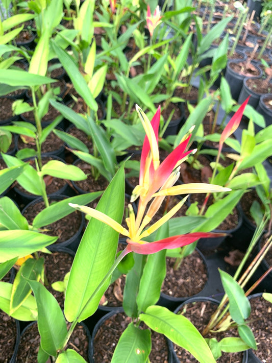 Dwarf Heliconia Lady Di Psittacorum rhizome plant