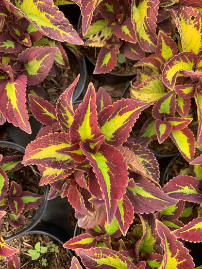 Coleus Saturn in 6” pot live plant