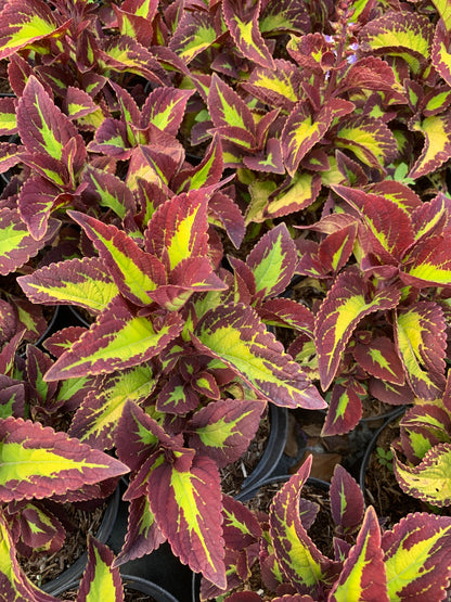 Coleus Saturn in 6” pot live plant