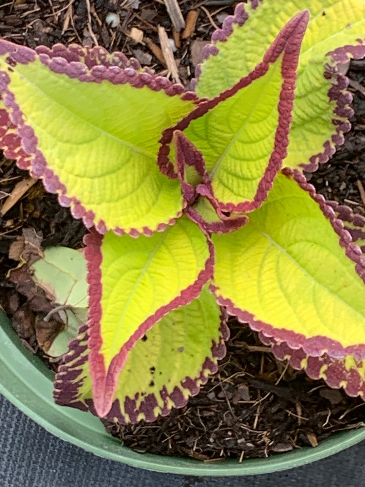 Coleus Saturn in 6” pot live plant