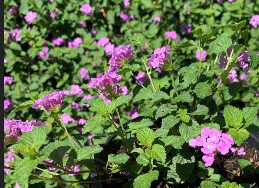 Lantana purple lavender starter trailing plant 6” pot with soil