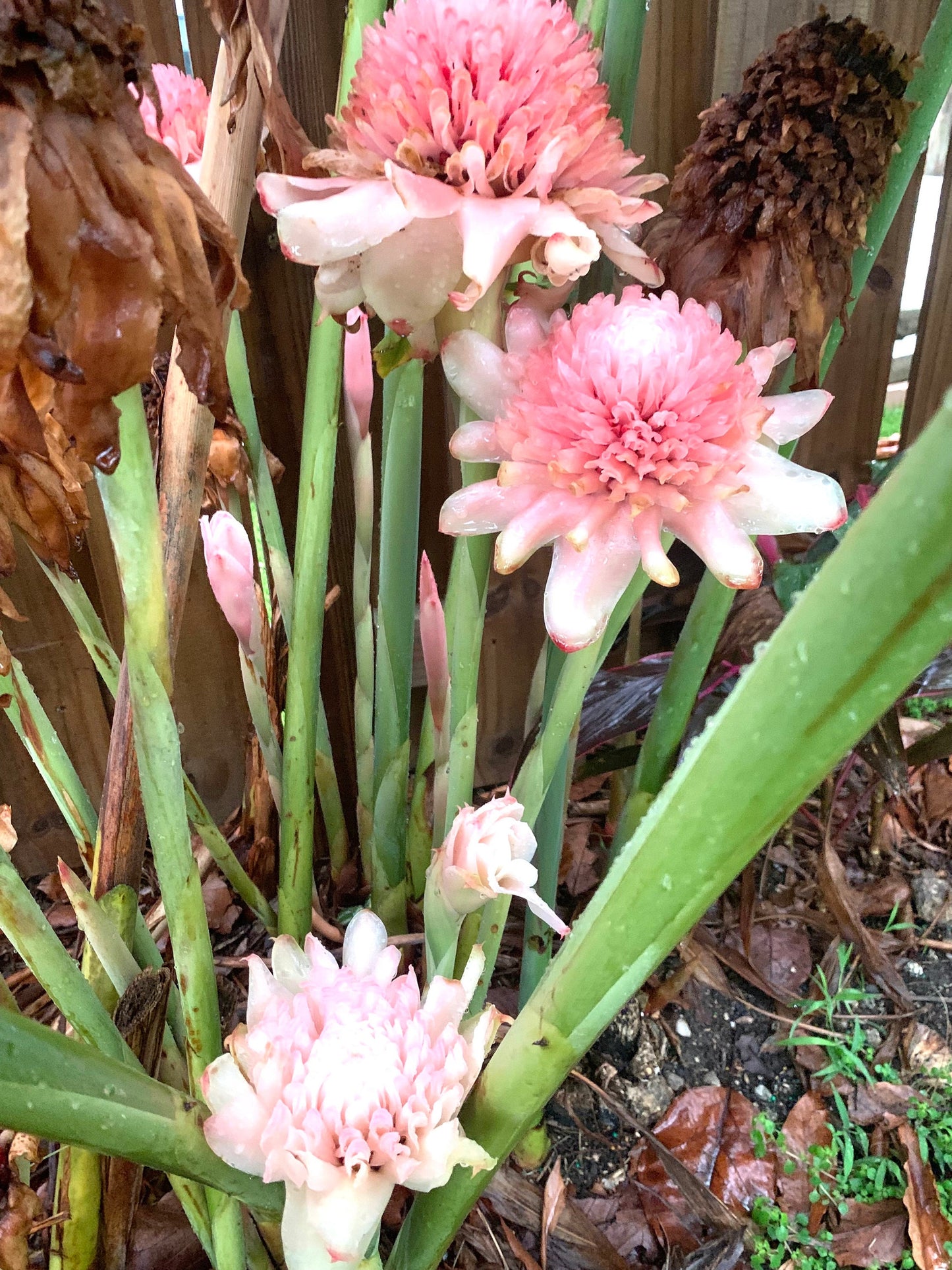 Light Pink Torch Ginger Etlingera Elatior Rare Tropical rhizome stalk