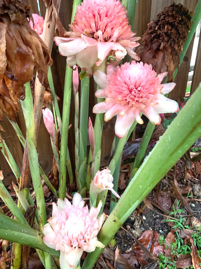 Light Pink Torch Ginger Etlingera Elatior Rare Tropical rhizome stalk