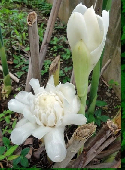 White Torch Ginger Etlingera Elatior Rare Tropical rhizome stalk