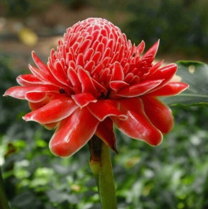 Red Torch Ginger Etlinger Elatior Rare Tropical rhizome stalk