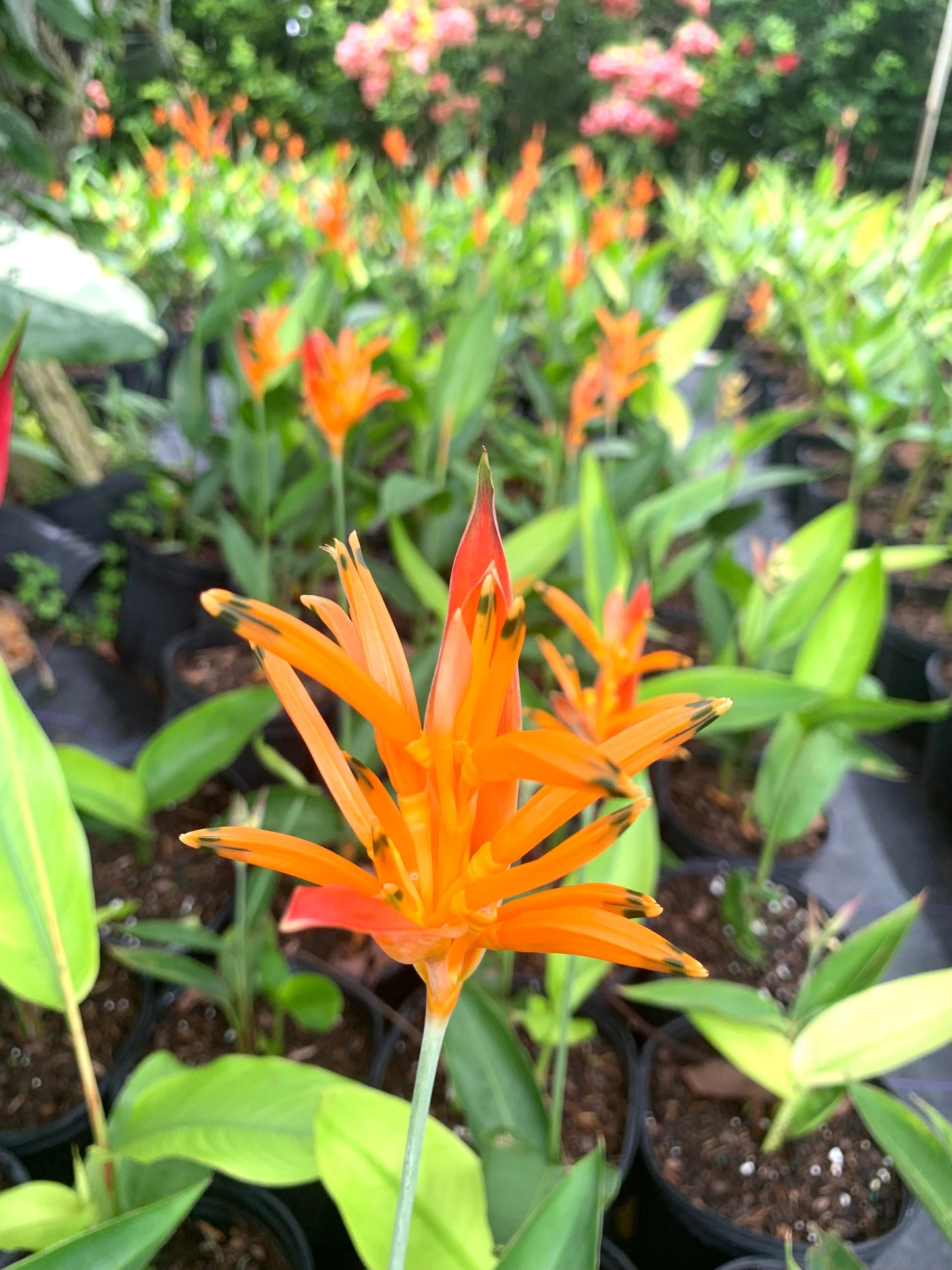 Dwarf Heliconia Choconiana Psittacorum rhizome plant