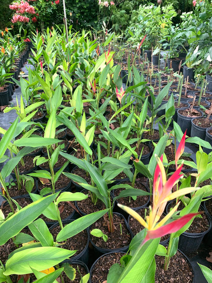 Dwarf Heliconia Lady Di Psittacorum rhizome plant