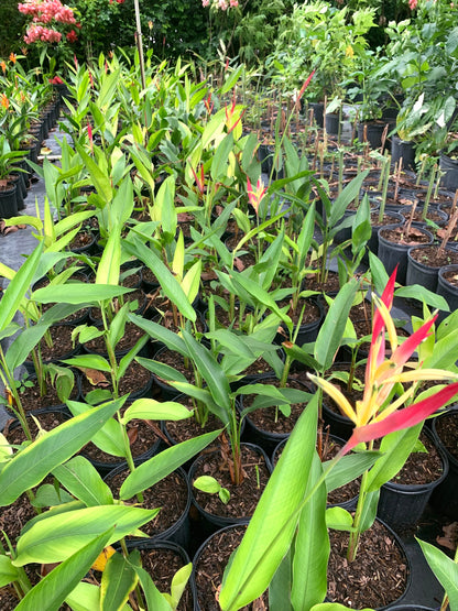 Dwarf Heliconia Lady Di Psittacorum rhizome plant