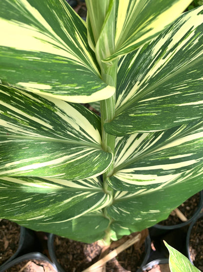 Hedychium variegated Vanilla Ice Butterfly fragrant Lily rhizome Zingiberaceae.