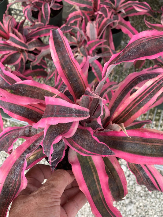 Red Baron Bromeliad Cryptanthus live plant in 5” pot with soil