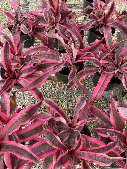 Red Baron Bromeliad Cryptanthus live plant in 5” pot with soil