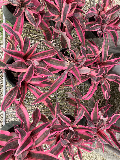 Red Baron Bromeliad Cryptanthus live plant in 5” pot with soil